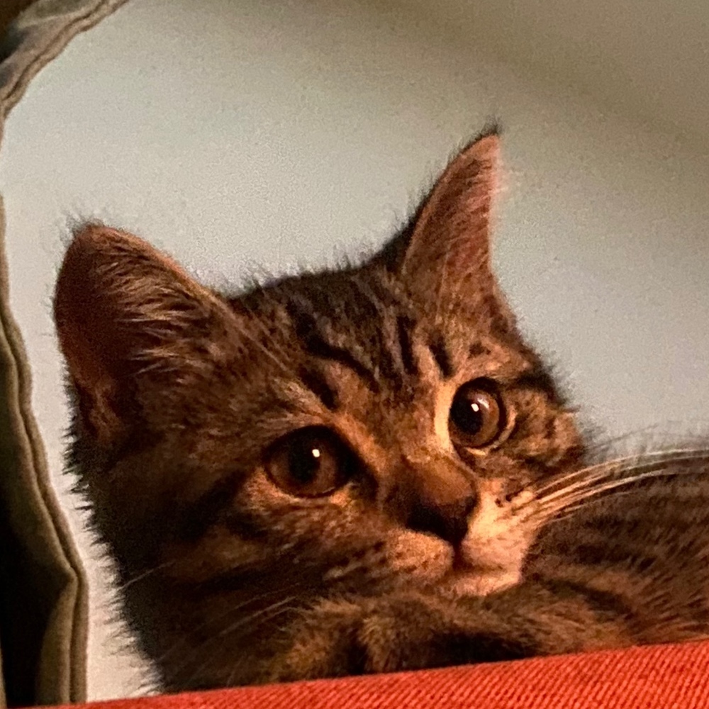 Meet your Posher, Sasha